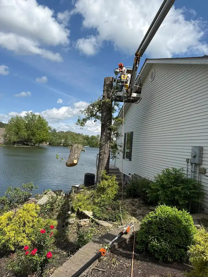 Tree Removal Services in Southern Illinois